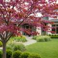Merlot Redbud Tree - Cercis canadensis 'Merlot'