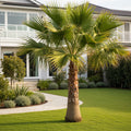 Mexican Fan Palm Tree - Washingtonia robusta