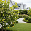 Meyer Lemon Tree - Citrus meyeri
