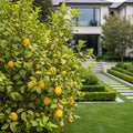 Meyer Lemon Bush - Citrus meyeri