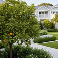 Midknight Valencia Orange Tree - Citrus sinensis 'Midknight'
