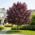 Midnight Express? Redbud Tree - Cercis canadensis