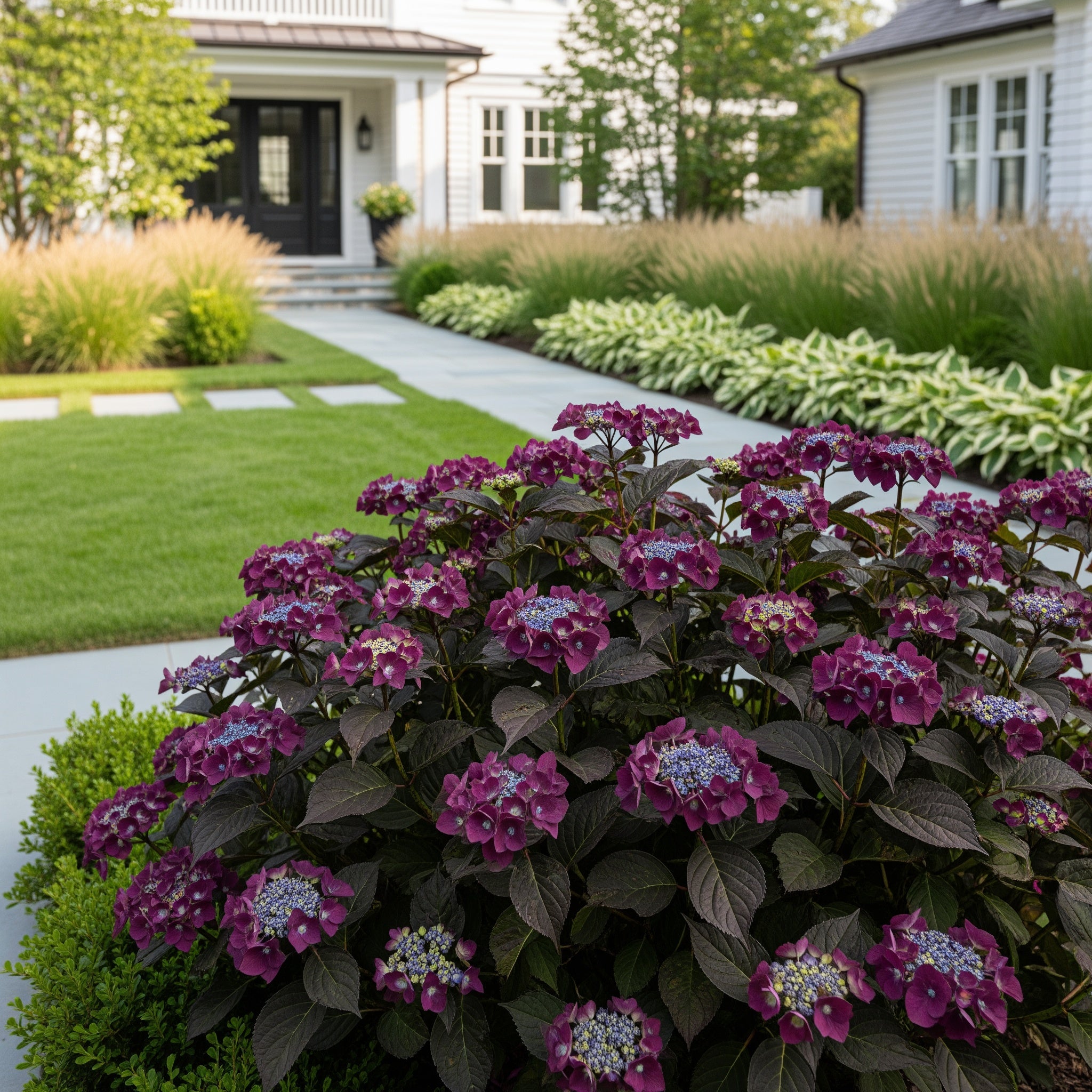 Garden District Midnight Rider?  Hydrangea Bush