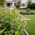Milkweed
