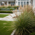 Miscanthus Gracillimus (Maiden Grass) - Miscanthus Gracillimus