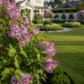 Miss Kim Lilac Shrub - Syringa pubescens