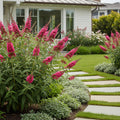 Proven Winners? Miss Molly Butterfly Bush - Buddleja davidii