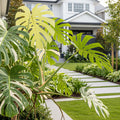 Monstera Thai Constellation - Monstera deliciosa 'Thai Constellation'