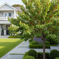 Montmorency Cherry Tree - Prunus cerasus