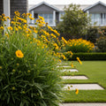Moonbeam Coreopsis Plant - Coreopsis verticillata 'Moonbeam'