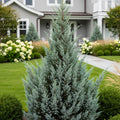 Moonglow Juniper Tree - Juniperus scopulorum 'Moonglow'