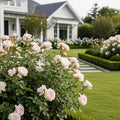 Moonlight in Paris? Rose Shrub