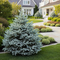 Moonstone? Globe Spruce Tree - Picea pungens 'Moonstone'