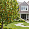 Moorpark Apricot Tree - Prunus armeniaca