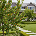 Moorpark Apricot Tree - Prunus armeniaca 'Moorpark'
