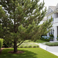 Moseri Scotch Pine Tree - Pinus sylvestris 'Moseri'