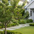 Mount St. Helens? Plum Tree - Prunus cerasifera 'Mount St. Helens'
