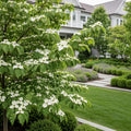 Mountain Moon Dogwood Tree