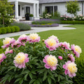 Mr. Ed Peony