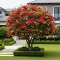 Multi-Color Bougainvillea Tree - Bougainvillea glabra