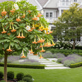 Multicolor Angel Trumpet Tree - Brugmansia