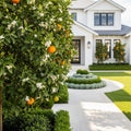 Murcott Honey Mandarin Tree - Citrus reticulata 'Murcott'
