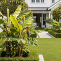 Dwarf Cavendish Variegated Banana Tree - Musa 'Aurea Variegated'