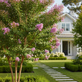 Muskogee Crape Myrtle Tree - Lagerstroemia indica 'Muskogee'