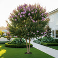 Muskogee Crape Myrtle Tree - Lagerstroemia indica