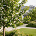 Mutsu (Crispin) Apple Tree - Malus domestica 'Mutsu'