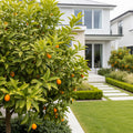 Nagami Kumquat Tree - Citrus nagami