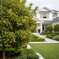 Nagami Kumquat Tree - Citrus japonica