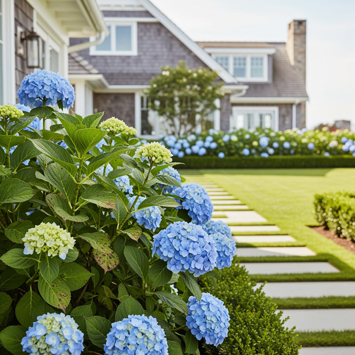 Nantucket Blue™ Hydrangea - Hydrangea macrophylla 'Nantucket Blue'