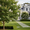 Natchez Crape Myrtle Tree - Lagerstroemia indica 'Natchez'