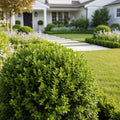 Proven Winners? Neatball? Boxwood Shrub - Buxus