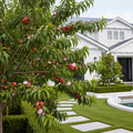 Nectar Babe Patio Nectarine Tree - Prunus persica