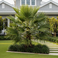 Needle Palm Tree - Rhapidophyllum hystrix