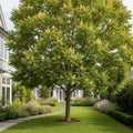 Neem Tree - Azadirachta indica