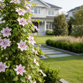 Nelly Moser Clematis Vine - Clematis ? jackmanii 'Nelly Moser'