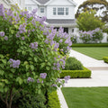 New Age? Lavender Syringa Shrub - Syringa