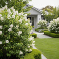 New Age? White Syringa Shrub - Syringa vulgaris 'New Age White'