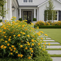 New Gold Lantana - Lantana horrida 'New Gold'