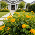 New Gold Lantana - Lantana camara 'New Gold'