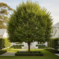 New Harmony American Elm Tree - Ulmus americana 'New Harmony'
