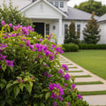 New River Purple Bougainvillea Shrub - Bougainvillea 'New River'