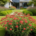 New Vintage? Red Yarrow - Achillea millefolium