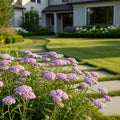 New Vintage? Violet Yarrow - Achillea millefolium