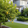 New Zealand Lemonade Tree - Citrus limon 'New Zealand Lemonade'