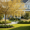 Niobe Golden Weeping Willow - Salix alba 'Niobe'