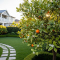 Nippon Orangequat Tree - Citrus ? mitis 'Nippon'